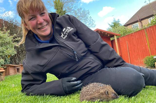 Northumberland/England - Hedgehog foster carer gets a helping hand from Freemasons